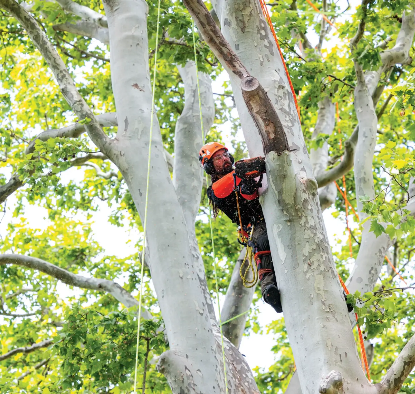 Petzlの高所作業用装備を使って林業を行う様子