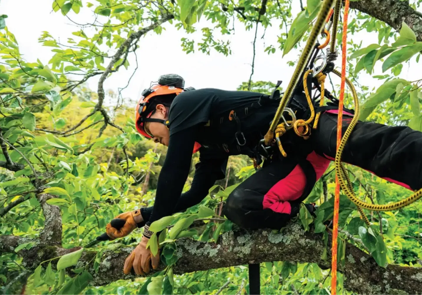 ロープアクセスで樹上作業を行う作業員